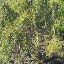 Location: Heathcote Ontario Canada
Date: 2019  summer
Salix matsudana'Tortuosa'	An 8 year old tree ; love the curly  le