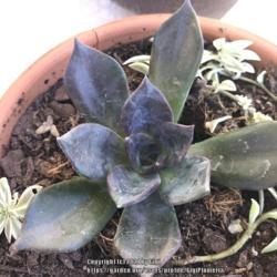 Location: Tampa, Florida
Date: 2021-12-25
A rescue succulent…repotted.