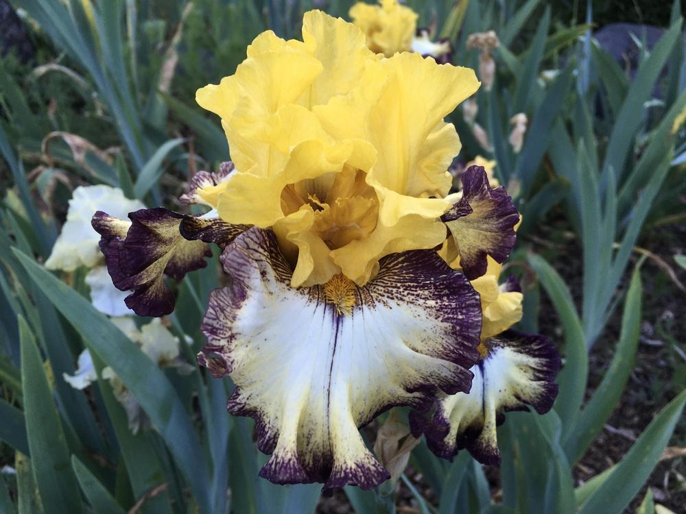 Photo of Tall Bearded Iris (Iris 'High Desert') uploaded by Neela