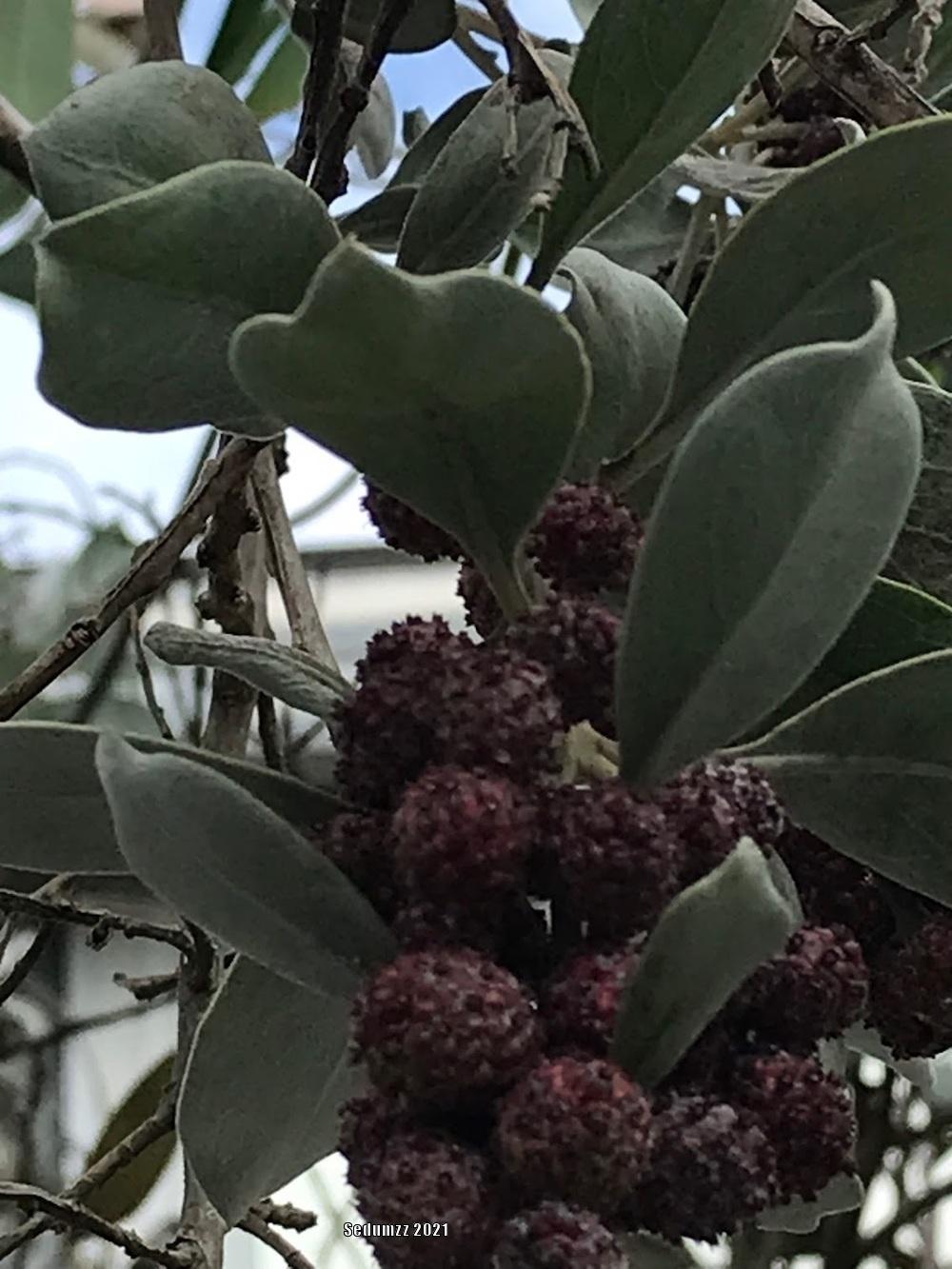 Photo of Silver Buttonwood (Conocarpus erectus f. sericeus) uploaded by sedumzz