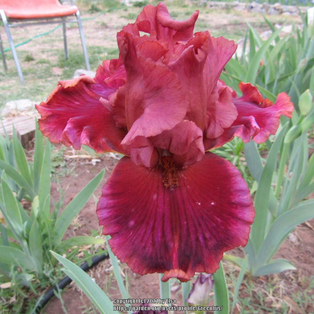 Photo of Tall Bearded Iris (Iris 'Hotsy Totsy') uploaded by GreenIris