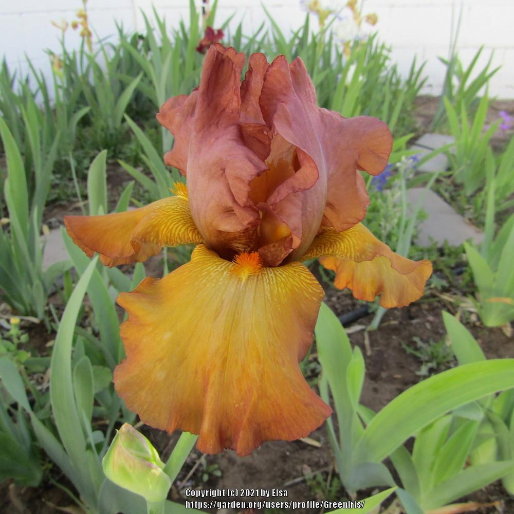 Photo of Tall Bearded Iris (Iris 'Kah-Nee-Ta') uploaded by GreenIris
