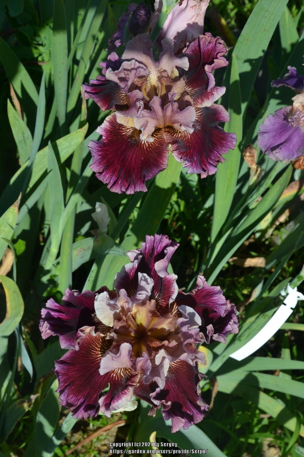 Photo of Tall Bearded Iris (Iris 'Danger Money') uploaded by Serjio