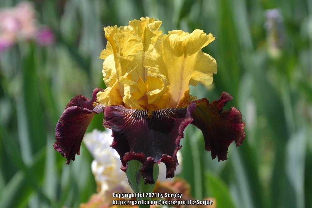 Photo of Tall Bearded Iris (Iris 'Dad's a Pirate') uploaded by Serjio
