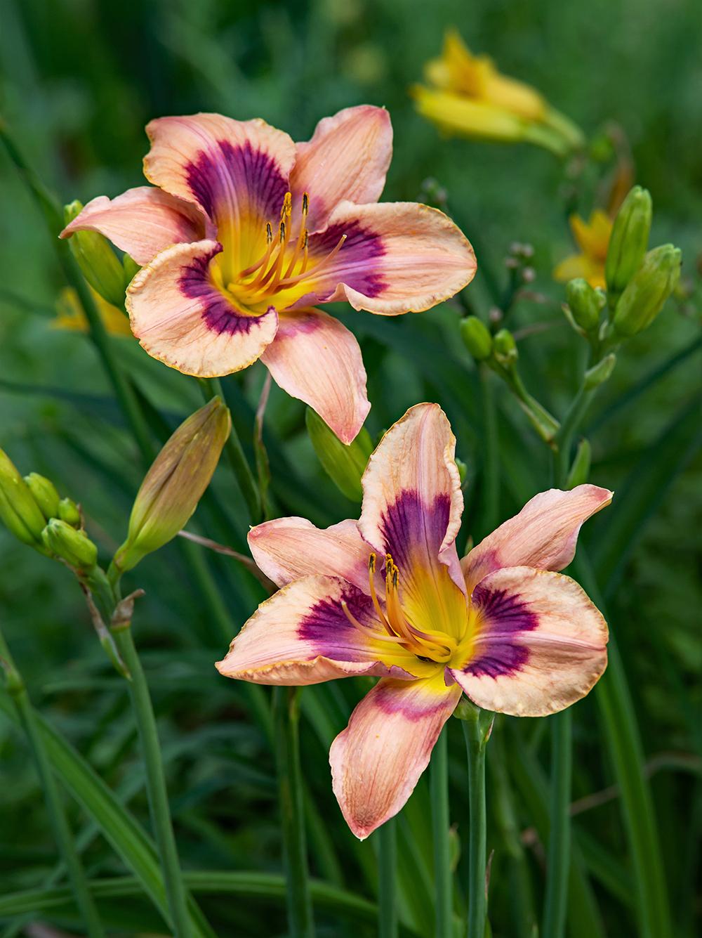 Photo of Daylily (Hemerocallis 'Paper Butterfly') uploaded by dirtdorphins
