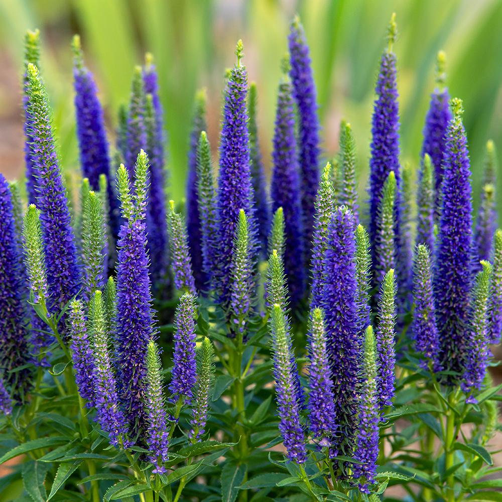 Photo of Spike Speedwell (Veronica spicata Royal Candles) uploaded by dirtdorphins