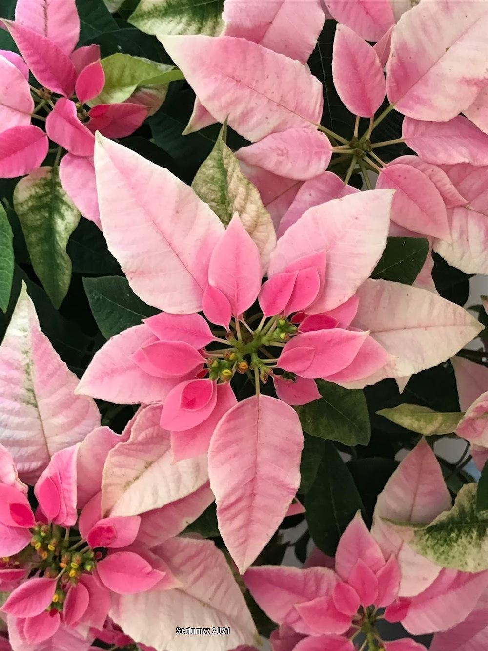 Photo of Euphorbia 'Pick Me Pink' uploaded by sedumzz