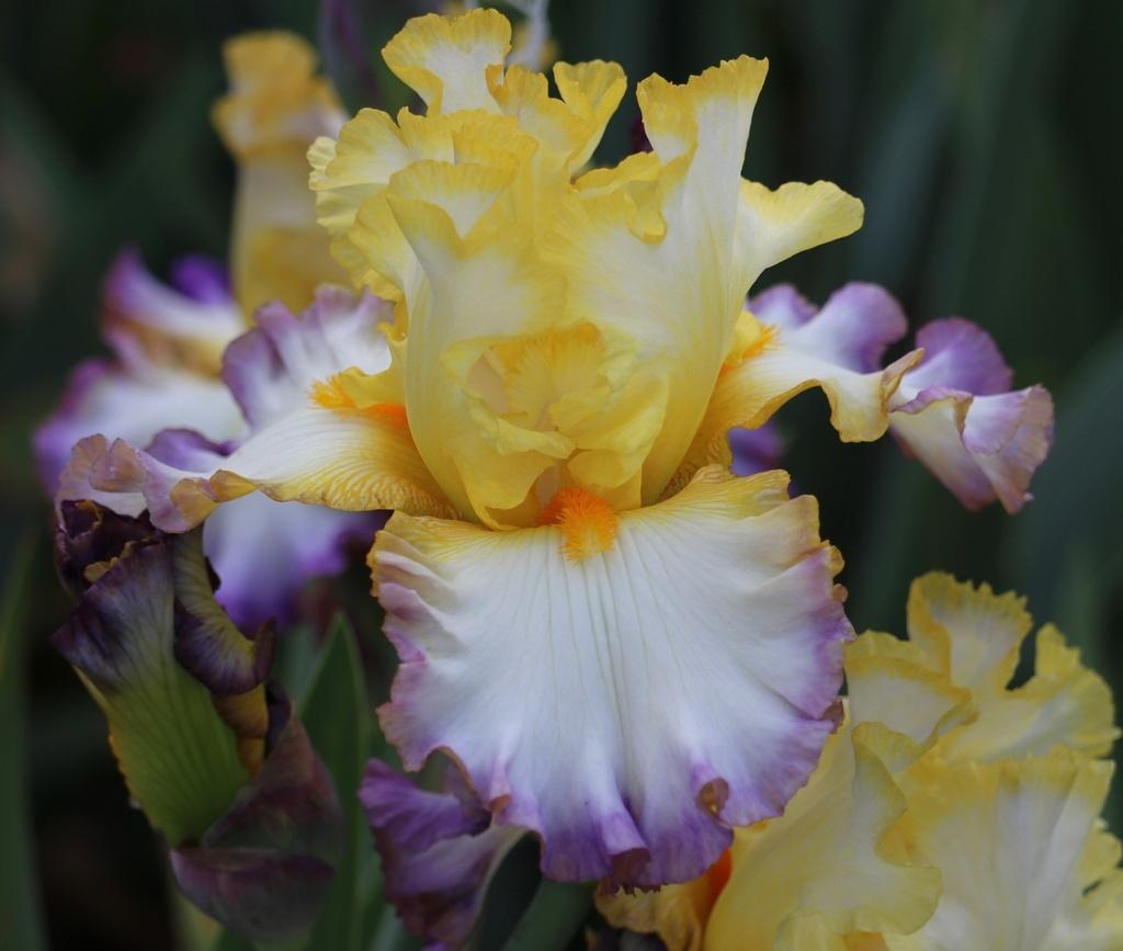 Photo of Tall Bearded Iris (Iris 'Angelic Morn') uploaded by Calif_Sue