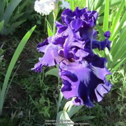 Location: Las Cruces, NM
Date: 2021-05-05
TB Iris Royalty Remembered
