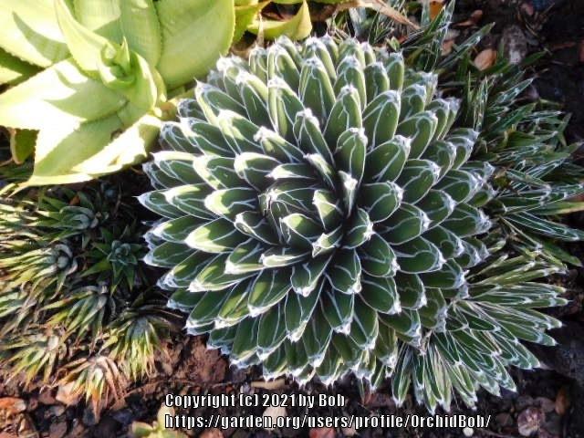Photo of Compact Queen Victoria Agave (Agave victoriae-reginae subsp. swobodae) uploaded by OrchidBob