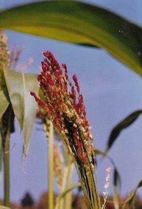 Photo of Grain Sorghum (Sorghum bicolor) uploaded by Permastake