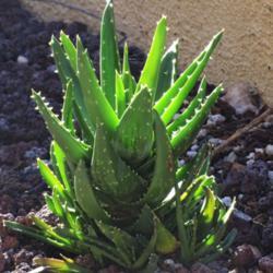Location: South Bella Vista Drive, Tucson, AZ
Date: 2021-12-19
Aloe Nobilis - Gold-Tooth Aloe, planted on 20210930