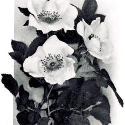 
Date: c. 1913
photo from the 1913 catalog, Biltmore Nursery Roses, Asheville, N