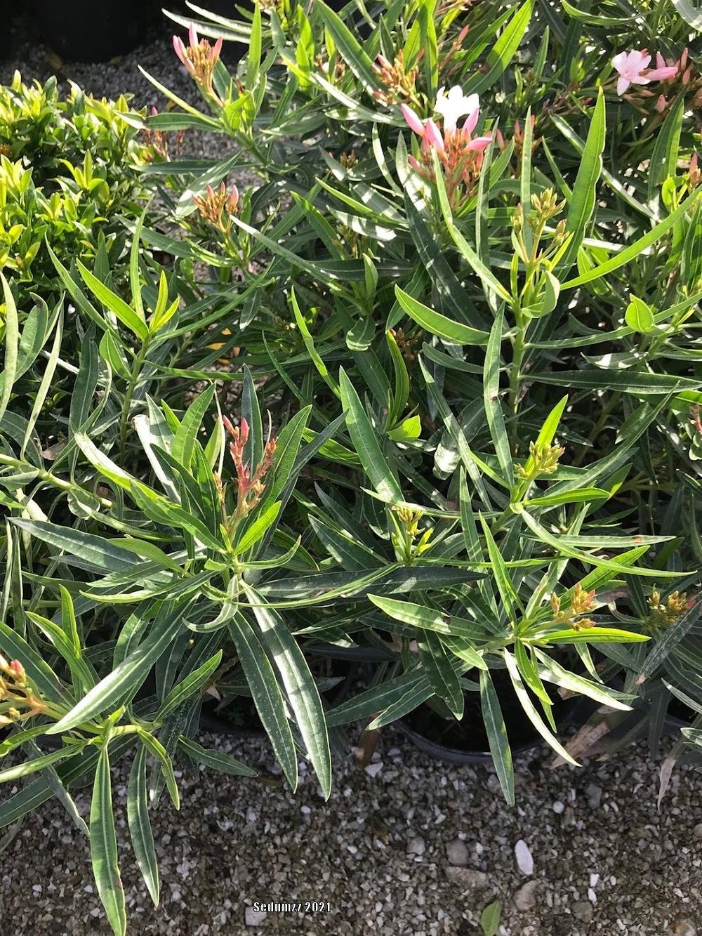 Photo of Oleanders (Nerium oleander) uploaded by sedumzz