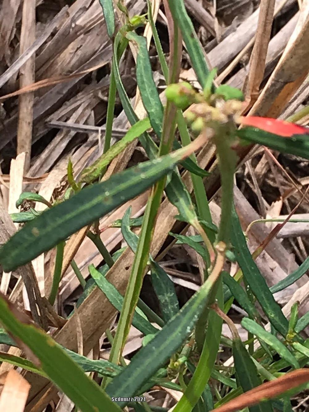 Photo of Wild Poinsettia (Euphorbia heterophylla var. cyathophora) uploaded by sedumzz