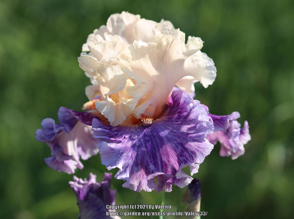 Photo of Tall Bearded Iris (Iris 'Devilicious') uploaded by Valery33