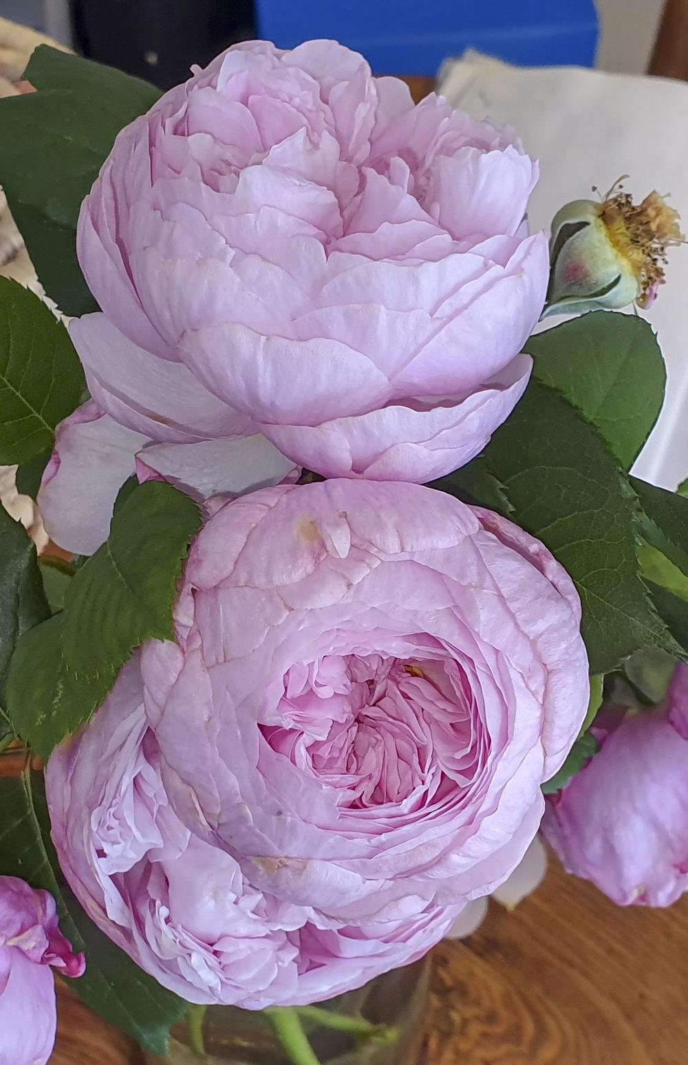 Photo of Rose (Rosa 'Spirit of Freedom') uploaded by javieririgoi