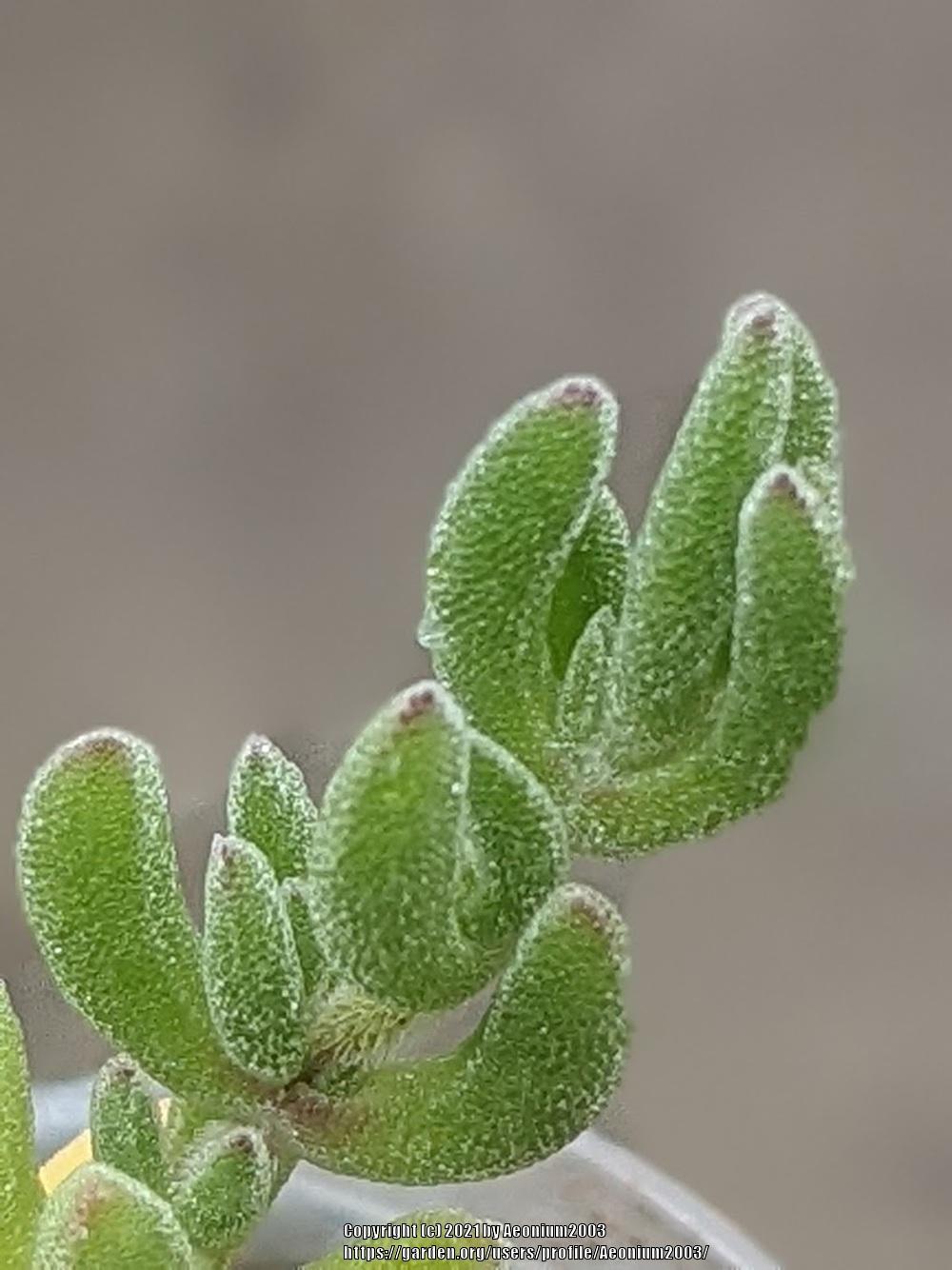 Photo of Ice Plant (Delosperma cooperi) uploaded by Aeonium2003