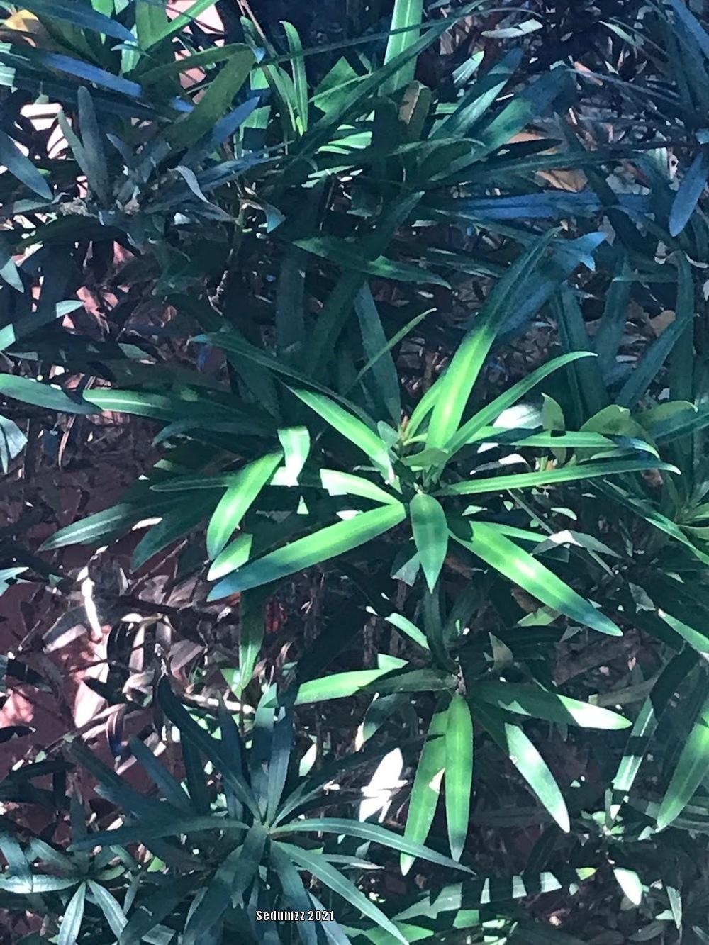 Photo of Buddhist Pine (Podocarpus macrophyllus) uploaded by sedumzz
