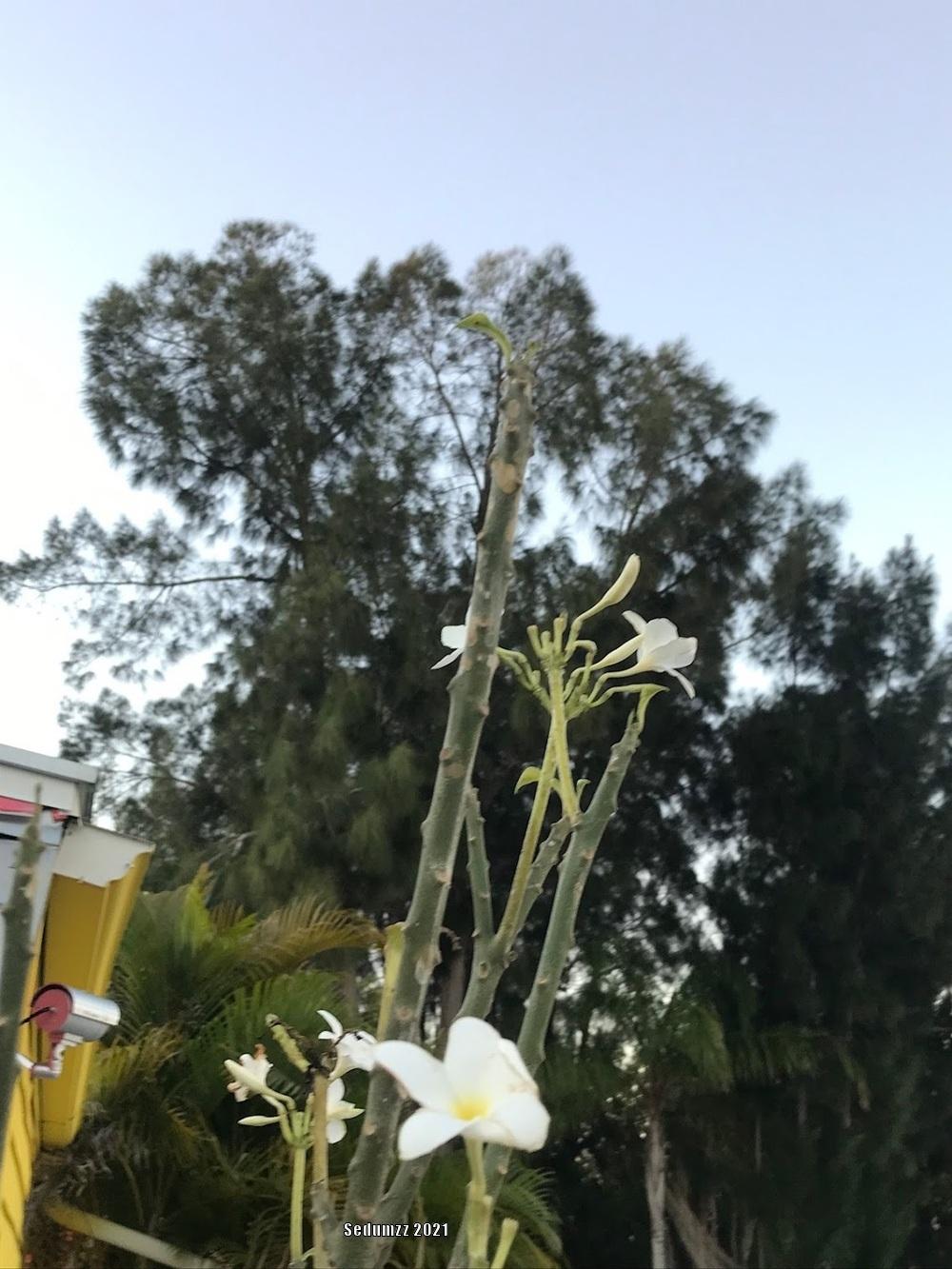 Photo of Plumeria (Plumeria obtusa 'Singapore') uploaded by sedumzz