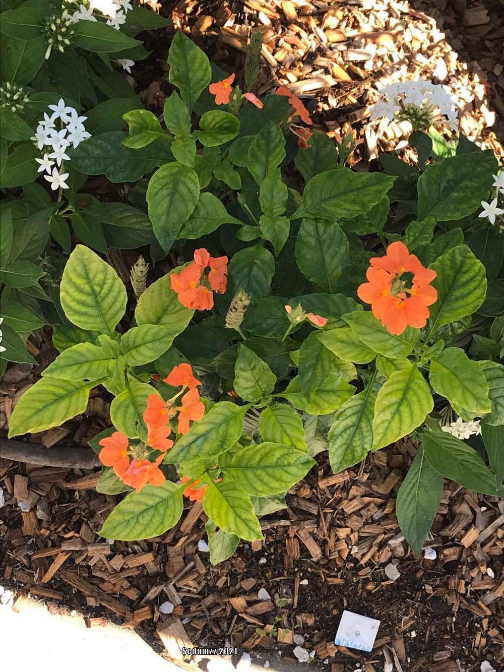 Photo of Firecracker Flower (Crossandra infundibuliformis 'Orange Marmalade') uploaded by sedumzz