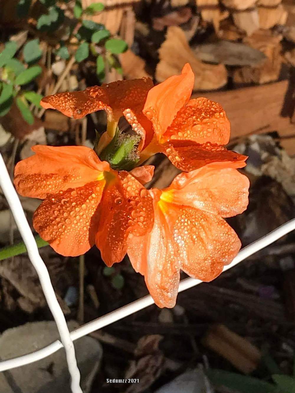 Photo of Firecracker Flower (Crossandra infundibuliformis 'Orange Marmalade') uploaded by sedumzz