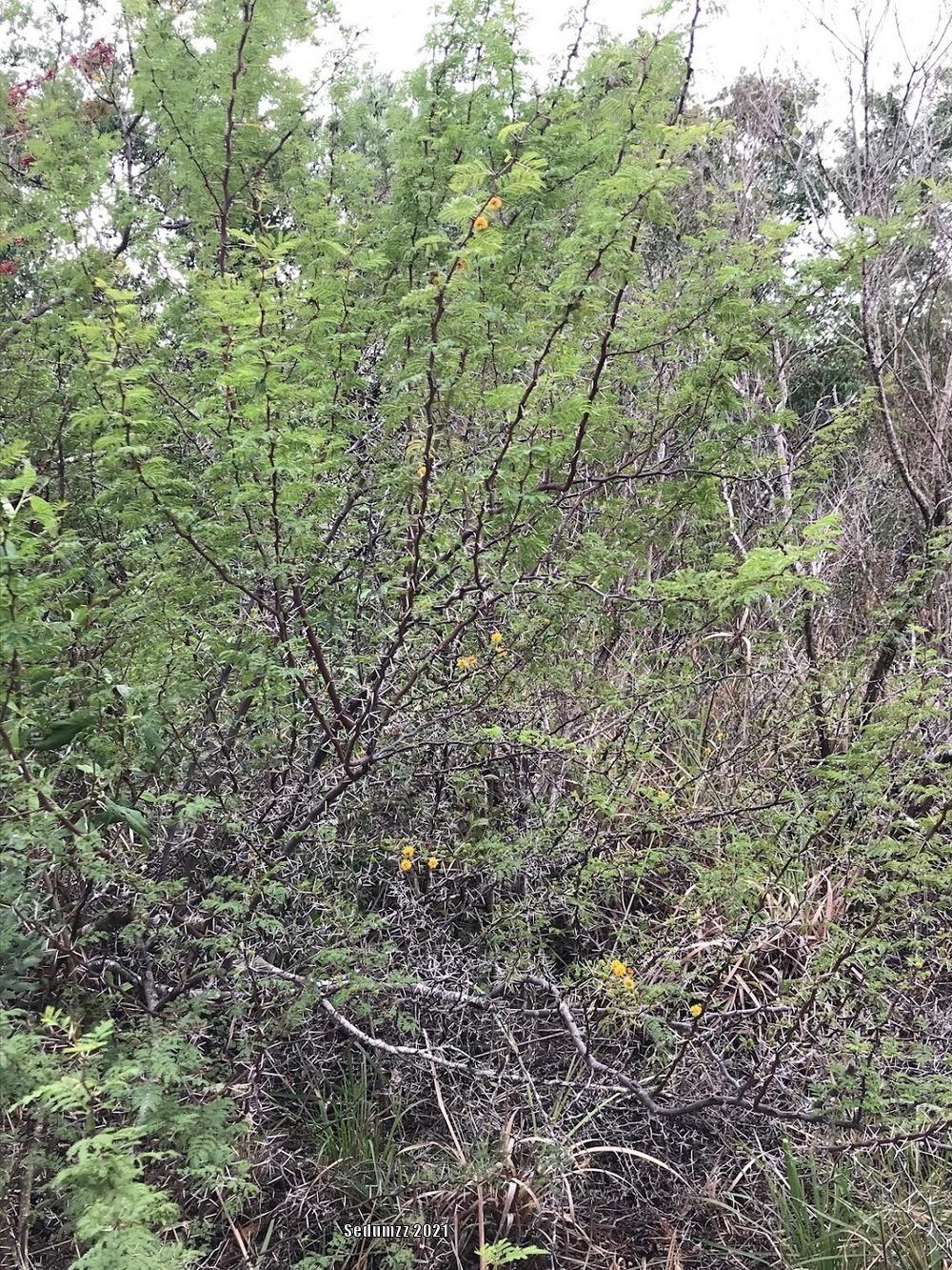 Photo of Sweet Acacia (Vachellia farnesiana) uploaded by sedumzz