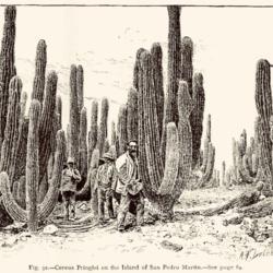 Location: Isla San Pedro Mártir, Mexico
Date: c. 1889
illustration from 'Garden and Forest', 1889