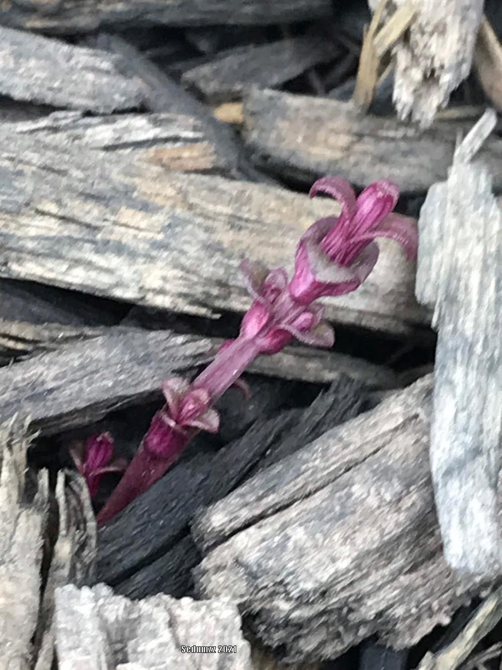 Photo of Virginia Mountain Mint (Pycnanthemum virginianum) uploaded by sedumzz