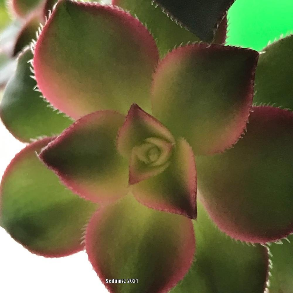 Photo of Aeonium (Aeonium haworthii 'Dream Color') uploaded by sedumzz