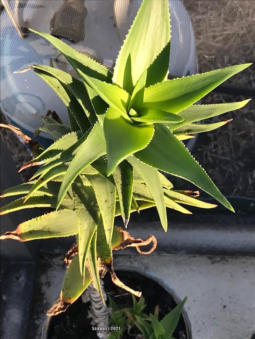 Photo of Aloes (Aloe) uploaded by sedumzz
