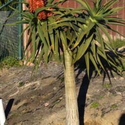 Location: San Diego
Date: 2021-12-18
Aloe Hercules peak of first bloom.
