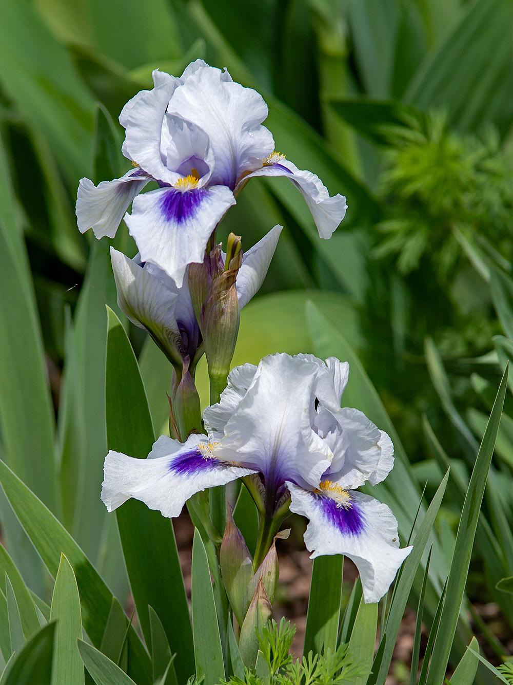 Photo of Arilbred Iris (Iris 'Desert Snow') uploaded by dirtdorphins