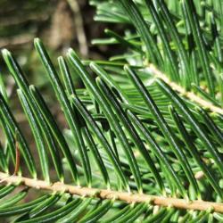 
Date: 2021
"Abies concolor can quickly be distinguished from A. grandis by t