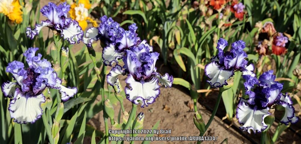 Photo of Tall Bearded Iris (Iris 'Inked In') uploaded by ARUBA1334