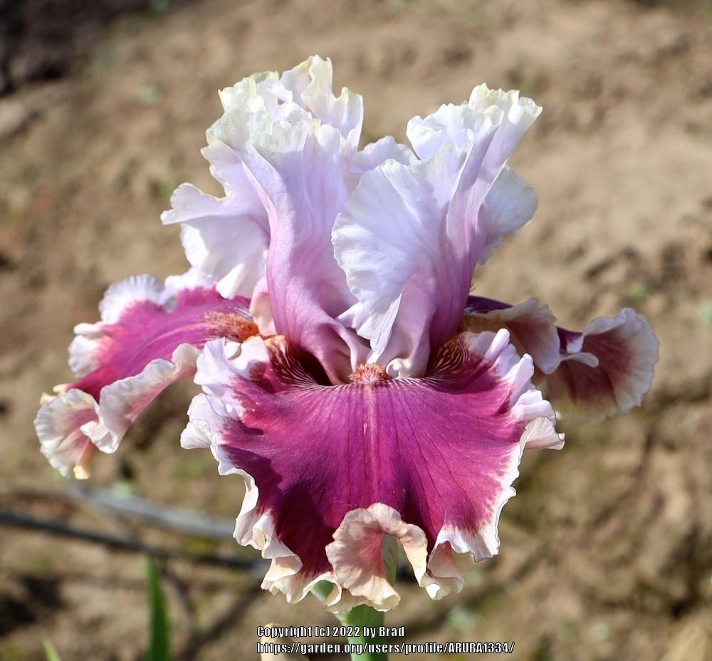 Photo of Tall Bearded Iris (Iris 'Heart Racer') uploaded by ARUBA1334