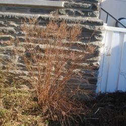 Location: Wayne, Pennsylvania
Date: 2021-12-12
shrub in winter before wall