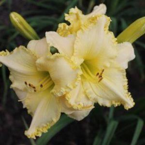 Photo of Daylily (Hemerocallis 'See Me-Feel Me-Touch Me') uploaded by Joy