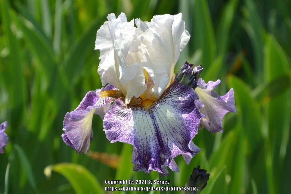 Photo of Tall Bearded Iris (Iris 'French Butterfly') uploaded by Serjio