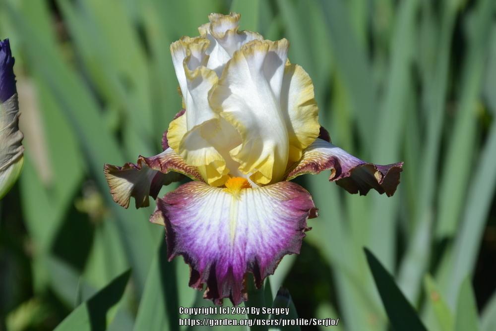 Photo of Tall Bearded Iris (Iris 'Edge of Heaven') uploaded by Serjio