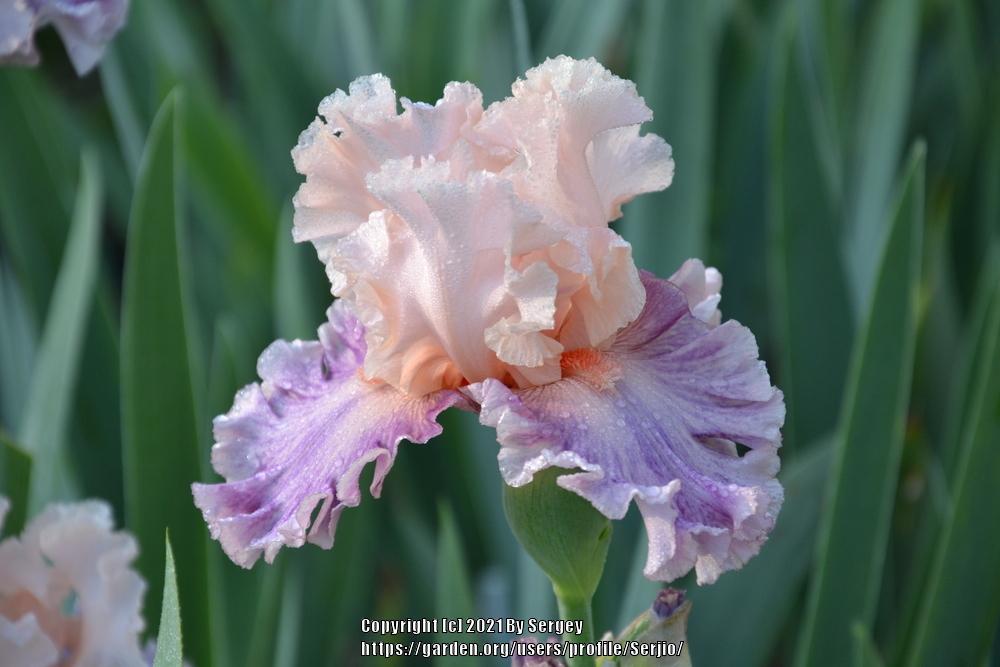Photo of Tall Bearded Iris (Iris 'Fruited Plain') uploaded by Serjio