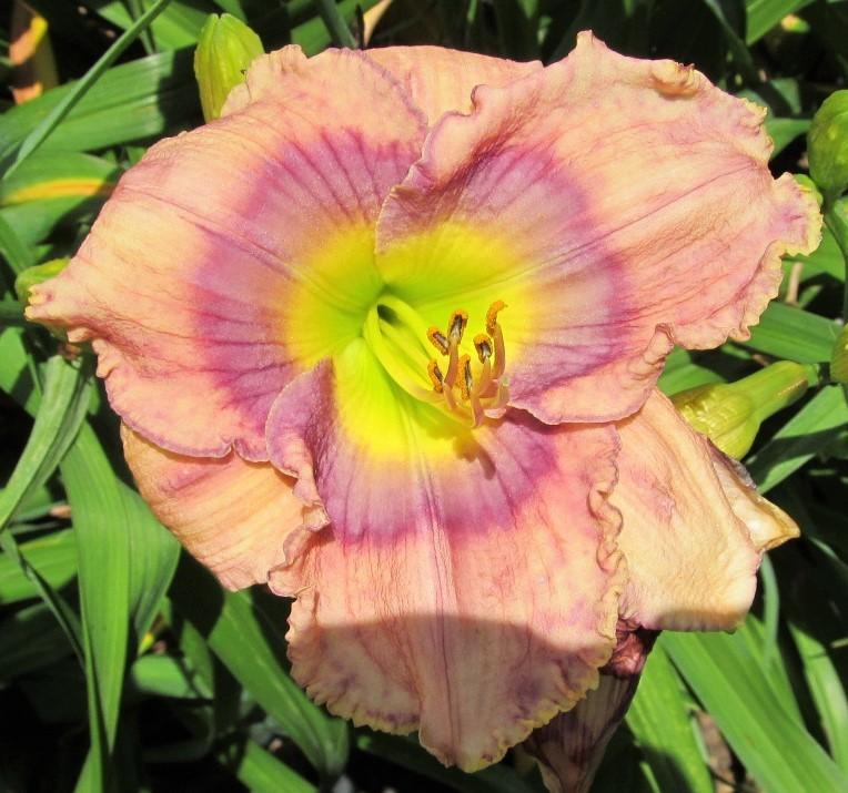 Photo of Daylily (Hemerocallis 'First Officers Log') uploaded by Sscape