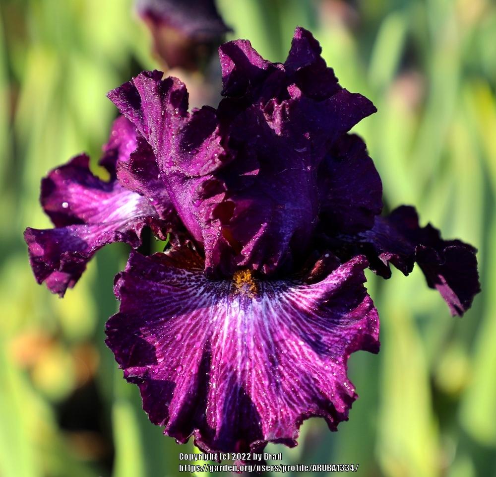 Photo of Tall Bearded Iris (Iris 'Awash in Purple') uploaded by ARUBA1334