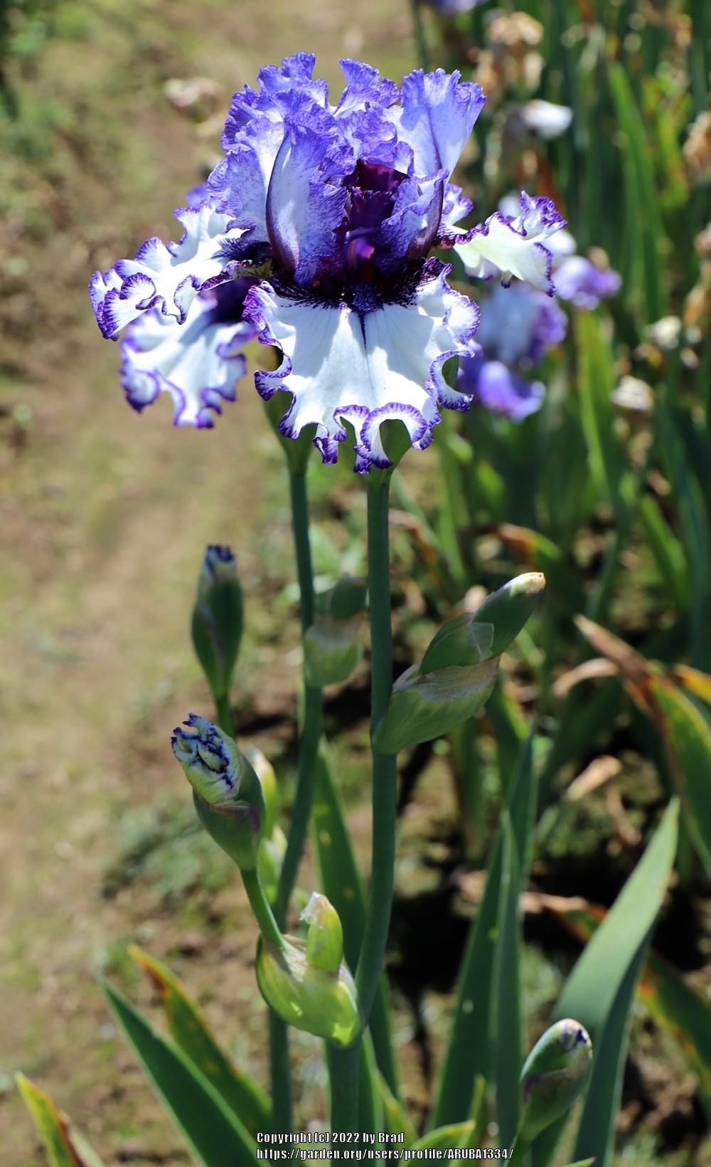 Photo of Tall Bearded Iris (Iris 'Inked In') uploaded by ARUBA1334