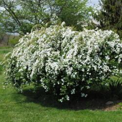 Location: Downingtown, Pennsylvania
Date: 2012-04-27
Vanhoutte Spirea in bloom