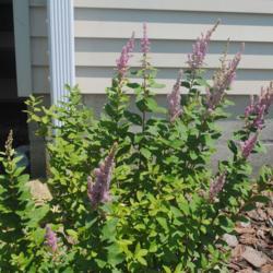 Location: Downingtown, Pennsylvania
Date: 2020-07-03
foliage & flower clusters of Spiraea tomentosa