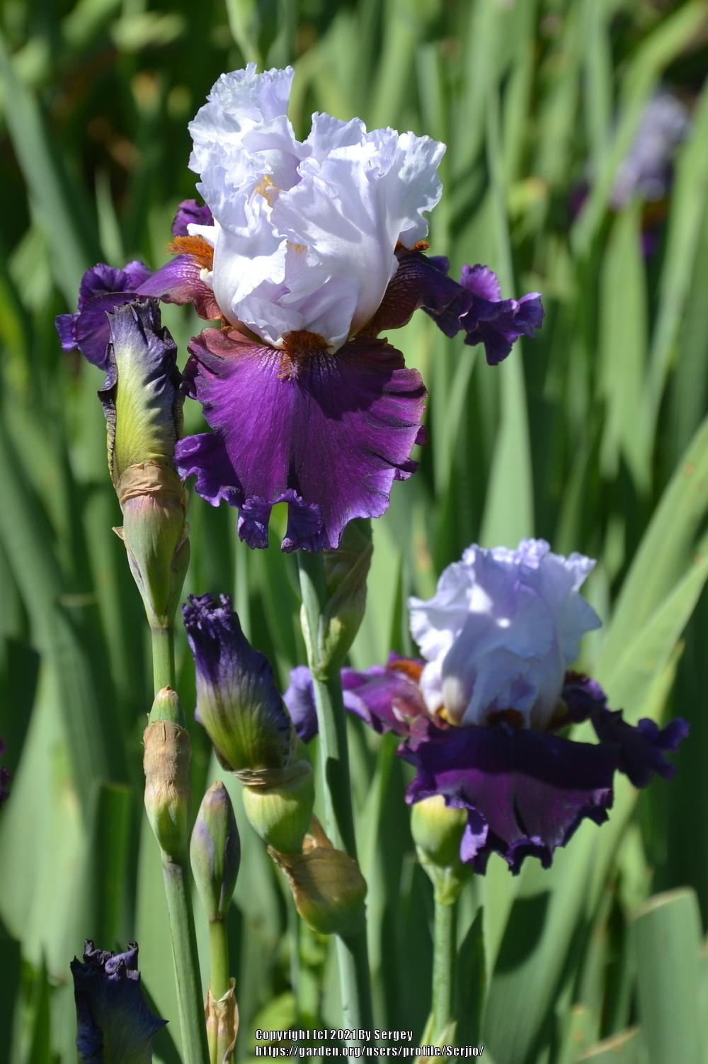 Photo of Tall Bearded Iris (Iris 'Henio') uploaded by Serjio