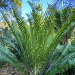 Location: Orlando, FL zone 9b
Date: 2021-12-09
Encephalartos ituriensis Zamiaccae Leu Gardens, FL