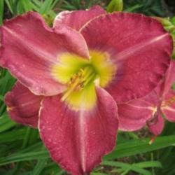 
Photo courtesy of Harbour Breezes Daylilies