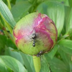Location: my garden in Dawsonville, GA (zone 7b north Geogia mountains)
Date: 2021-04-20
Ants are natural part of peony flower buds - no need to remove th